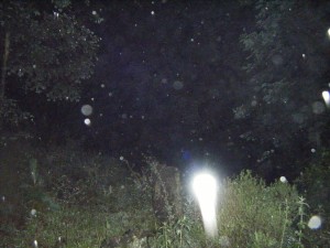 Fotografía tomada por nuestro investigador Christian Silva, la mágica noche de Noche de San Juan en el Bosque Sagrado de Peña de Lobos