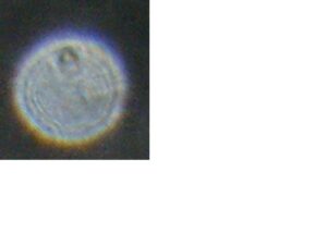 Hada Cuerpo Completo